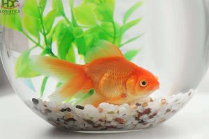 thu-tuc-nhap-khau-ca-canh